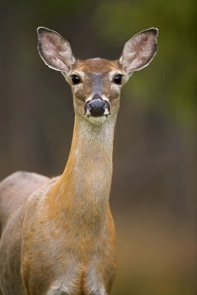 White-tailed Deer - Doe - In late summer - Found over much of the U. S. -southern Canada and Mexico and introduced elsewhere in the world - Lives in forests-swamps and open brushy areas nearby - A browser-eats twigs-shrubs-fungi-acorns and grass
