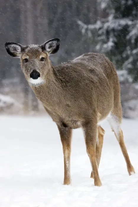 Framed Print : White-tailed deer - doe - New York - USA Framed Print : White-tailed deer - doe - New York - USA