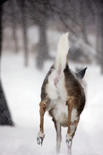 White-tailed deer - doe - New York - USA