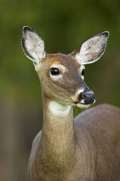 White-tailed Deer - Doe - Portrait - In late summer - Found over much of the U. S. -southern Canada and Mexico and introduced elsewhere in the world - Lives in forests-swamps and open brushy areas nearby - A browser-eats twigs-shrubs-fungi-acorns