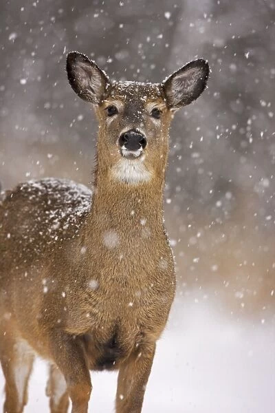 White-tailed Deer - Doe - In snow - Can do considerable damage to young orchards and vegetable crops if population not controlled New York USA