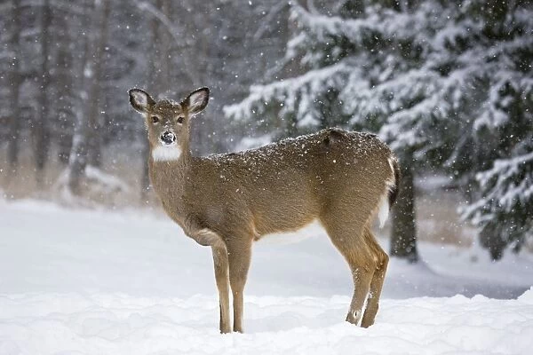 White-tailed Deer - Doe in snow - New York - USA