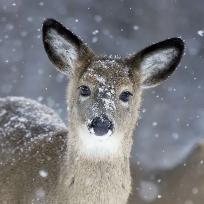 Framed Print : White-tailed Deer - Doe in snow - New York - USA