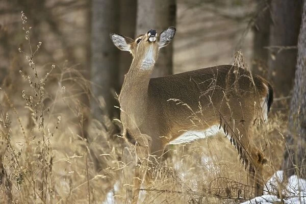 White-tailed Deer - Doe - In the snow - Found over much of the U. S. -southern Canada and Mexico and introduced elsewhere in the world - Lives in forests-swamps and open brushy areas nearby- The most important big game mammal in the eastern U. S