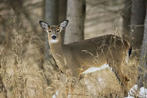 White-tailed Deer - Doe - In the snow - Found over much of the U. S. -southern Canada and Mexico and introduced elsewhere in the world - Lives in forests-swamps and open brushy areas nearby - The most important big game mammal in the eastern U. S