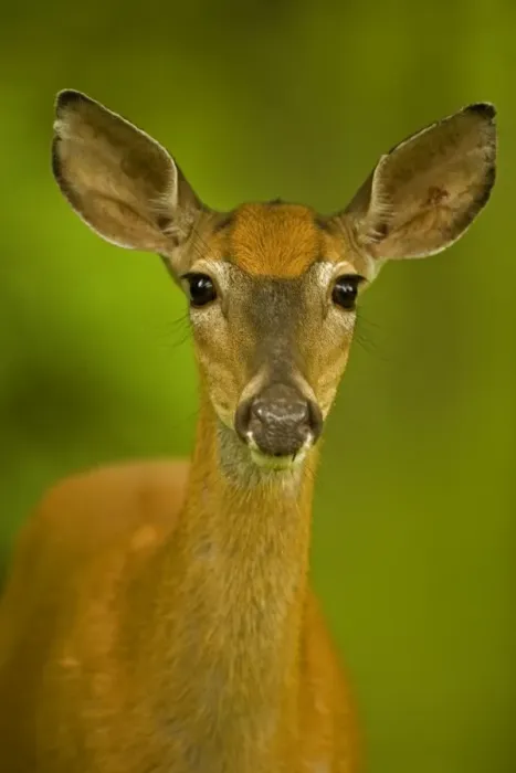 Framed Print : White-tailed Deer - Doe - Found over much of the U. S. -southern Canada and Mexico and introduced elsewhere in the world - Lives in forests-swamps and open brushy areas nearby - A browser-eats twigs-shrubs-fungi-acorns and grass Framed Print : White-tailed Deer - Doe - Found over much of the U. S. -southern Canada and Mexico and introduced elsewhere in the world - Lives in forests-swamps and open brushy areas nearby - A browser-eats twigs-shrubs-fungi-acorns and grass