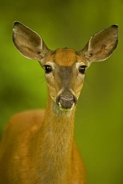 White-tailed Deer - Doe - Found over much of the U. S. -southern Canada and Mexico and introduced elsewhere in the world - Lives in forests-swamps and open brushy areas nearby - A browser-eats twigs-shrubs-fungi-acorns and grass