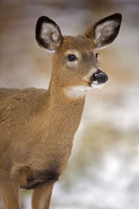 Framed Print : White-tailed Deer - Doe USA Framed Print : White-tailed Deer - Doe USA