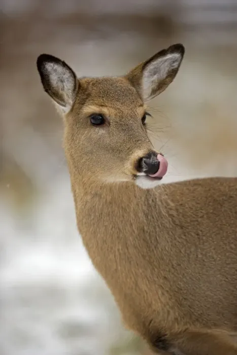 Framed Print : White-tailed Deer - Doe USA