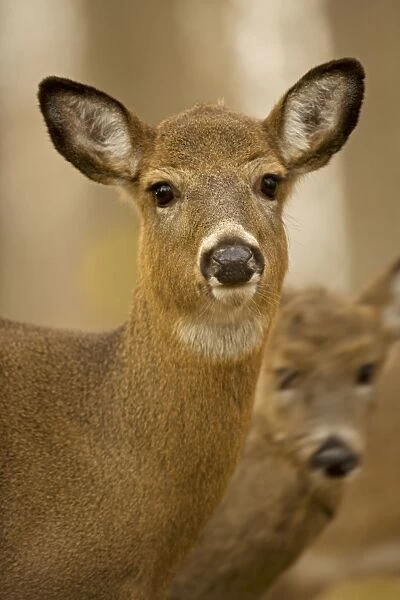 White-tailed Deer - Doe USA