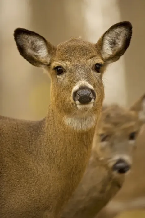 Framed Print : White-tailed Deer - Doe USA Framed Print : White-tailed Deer - Doe USA