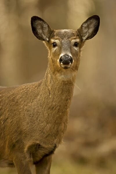 White-tailed Deer - Doe USA