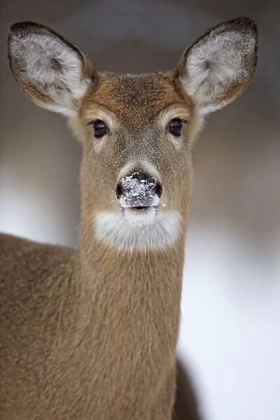 White-tailed Deer - doe in winter snow - New York - USA