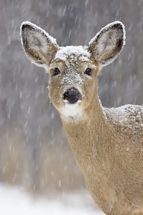 Framed Print : White-tailed Deer - doe in winter snow - New York - USA Framed Print : White-tailed Deer - doe in winter snow - New York - USA