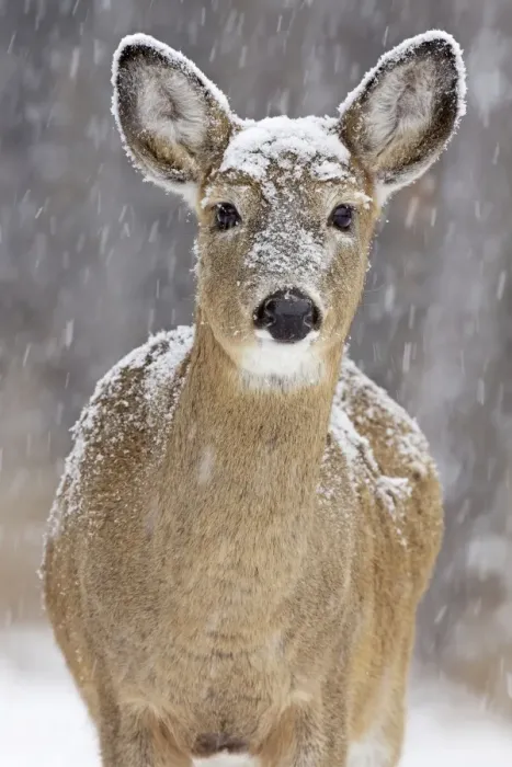 Framed Print : White-tailed Deer - doe in winter snow - New York - USA Framed Print : White-tailed Deer - doe in winter snow - New York - USA