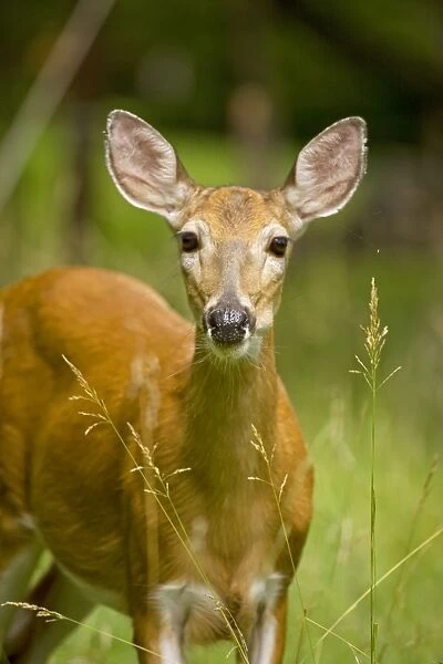 White-tailed Deer - Doe in woods - Spring - New York - USA