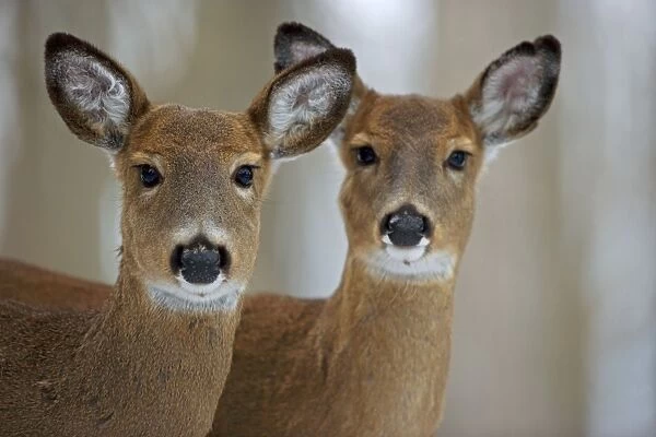 White-tailed Deer - Does
