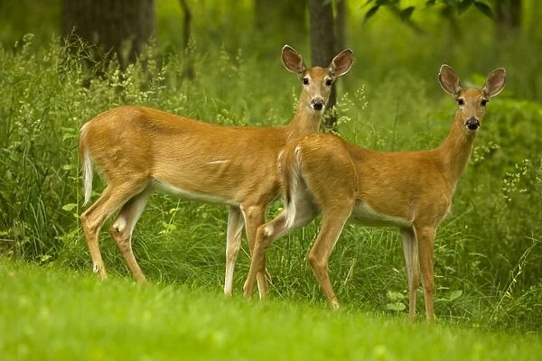 White-tailed Deer - does - New York - USA