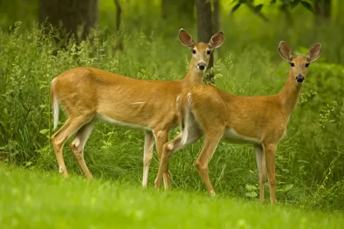 Framed Print : White-tailed Deer - does - New York - USA
