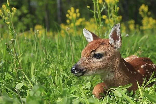 White-tailed Deer - fawn