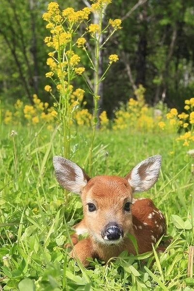 White-tailed Deer - fawn