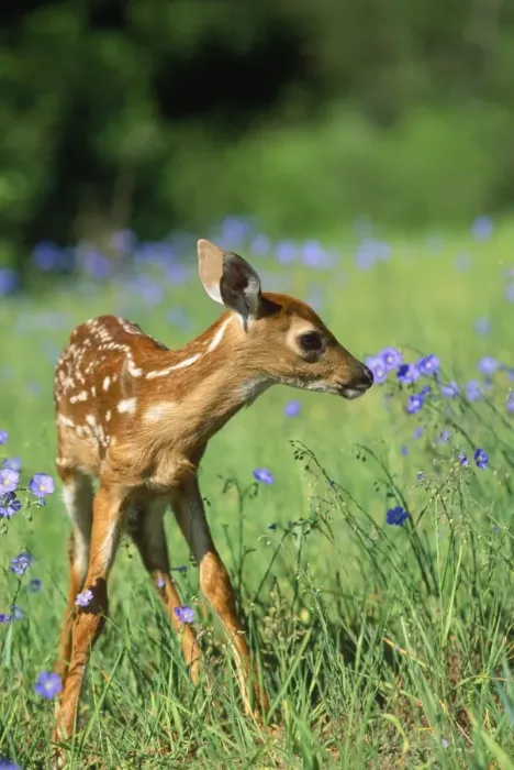 Framed Print : White-tailed Deer - fawn Framed Print : White-tailed Deer - fawn