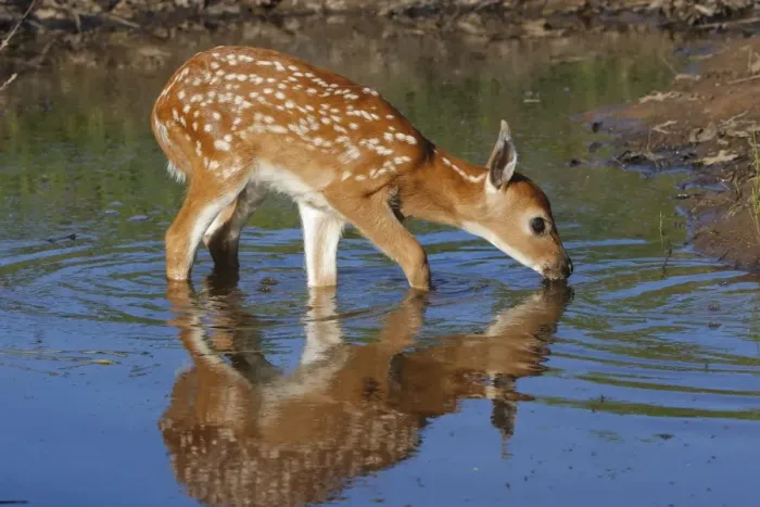 Framed Print : White-tailed Deer - fawn drinking. Minnesota - USA Framed Print : White-tailed Deer - fawn drinking. Minnesota - USA