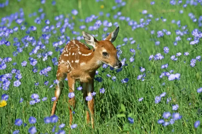 Framed Print : White-tailed Deer - Fawn in flowers. USA Framed Print : White-tailed Deer - Fawn in flowers. USA