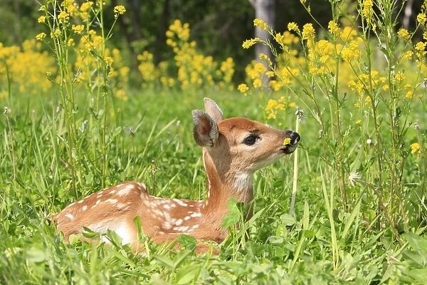 White-tailed Deer - fawn. Minnesota - United States