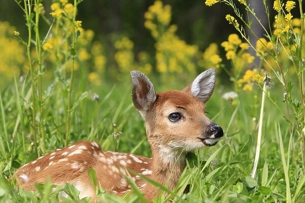 White-tailed Deer - fawn. Minnesota - United States