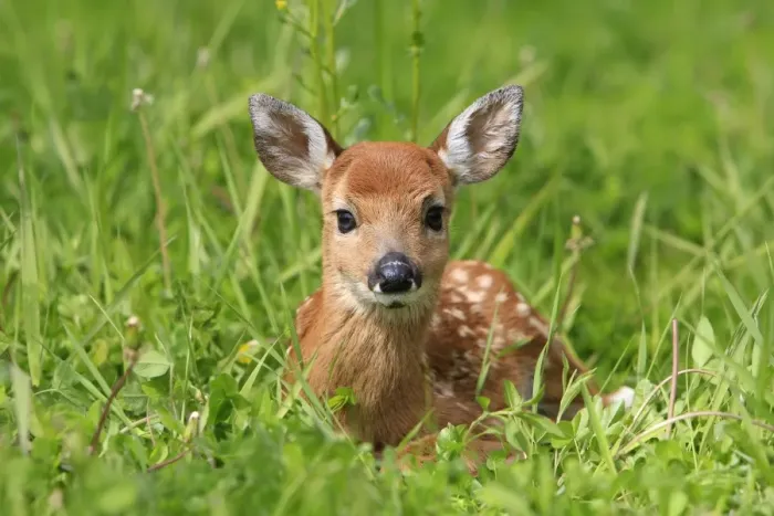 Framed Print : White-tailed Deer - fawn. Minnesota - United States Framed Print : White-tailed Deer - fawn. Minnesota - United States