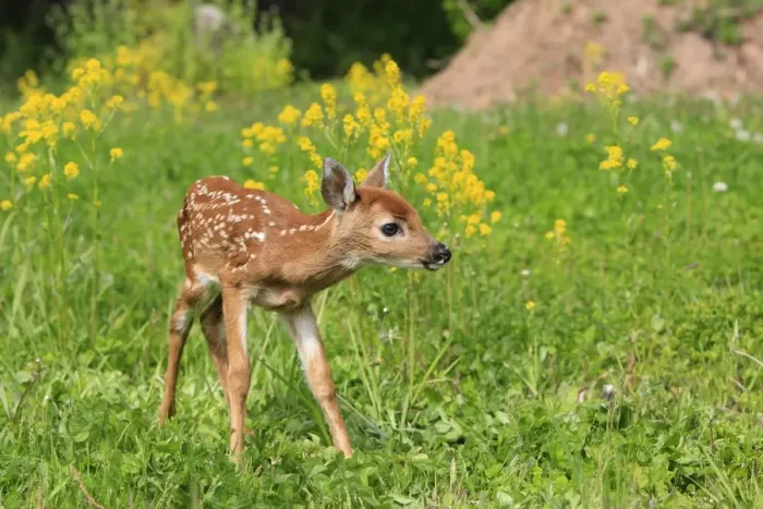 Framed Print : White-tailed Deer - fawn. Minnesota - United States Framed Print : White-tailed Deer - fawn. Minnesota - United States
