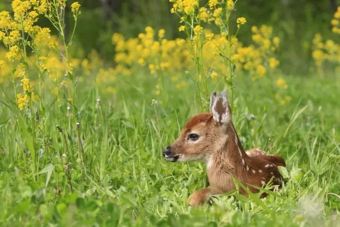 Framed Print : White-tailed Deer - fawn. Minnesota - United States Framed Print : White-tailed Deer - fawn. Minnesota - United States