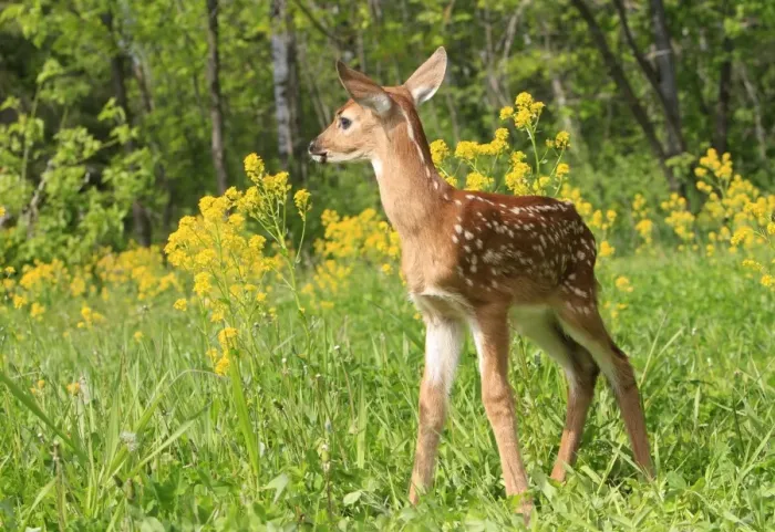 Framed Print : White-tailed Deer - fawn. Minnesota - United States Framed Print : White-tailed Deer - fawn. Minnesota - United States