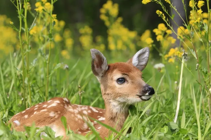 Framed Print : White-tailed Deer - fawn. Minnesota - United States Framed Print : White-tailed Deer - fawn. Minnesota - United States