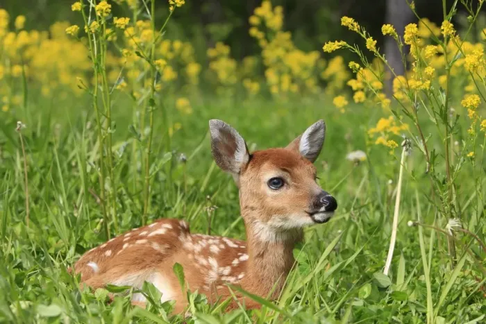 Framed Print : White-tailed Deer - fawn. Minnesota - United States