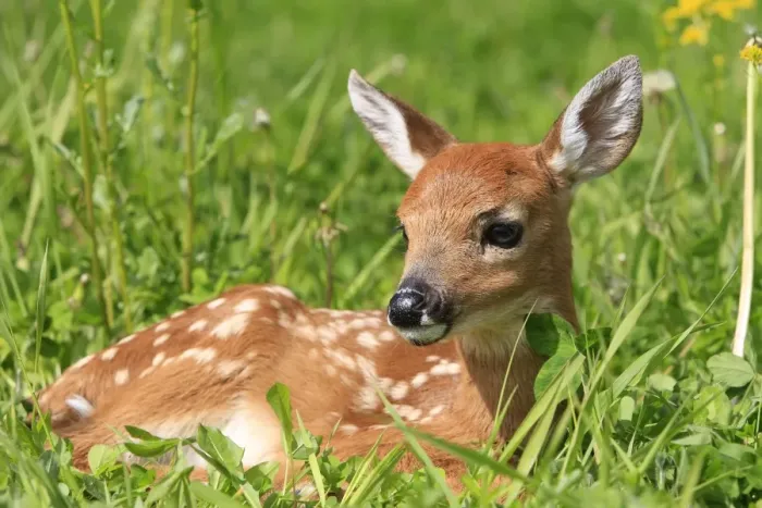 Framed Print : White-tailed Deer - fawn. Minnesota - United States Framed Print : White-tailed Deer - fawn. Minnesota - United States