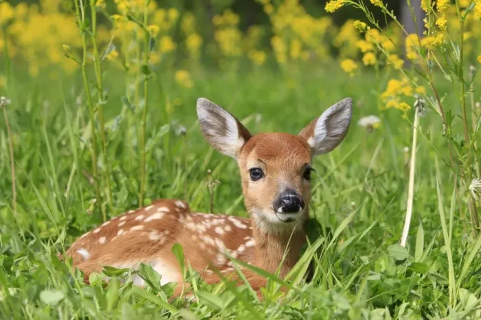 Framed Print : White-tailed Deer - fawn. Minnesota - United States