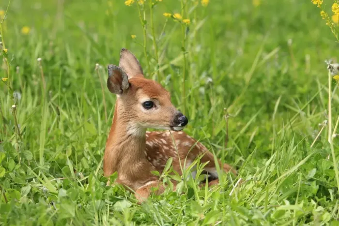 Framed Print : White-tailed Deer - fawn. Minnesota - United States Framed Print : White-tailed Deer - fawn. Minnesota - United States