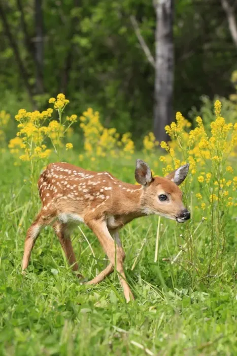 Framed Print : White-tailed Deer - fawn. Minnesota - United States Framed Print : White-tailed Deer - fawn. Minnesota - United States