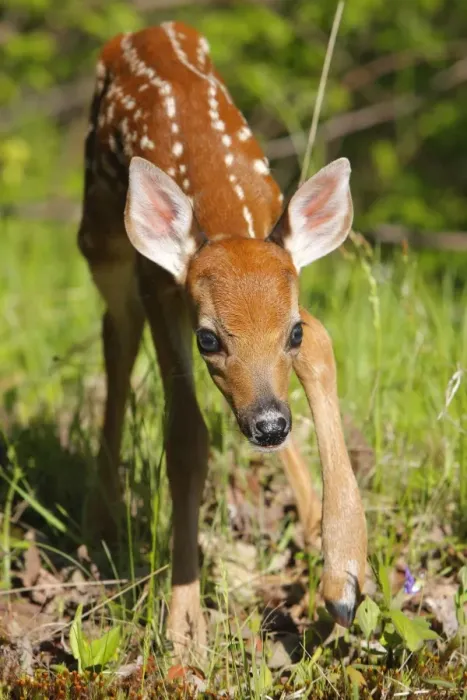 Framed Print : White-tailed Deer - fawn. Minnesota - USA Framed Print : White-tailed Deer - fawn. Minnesota - USA