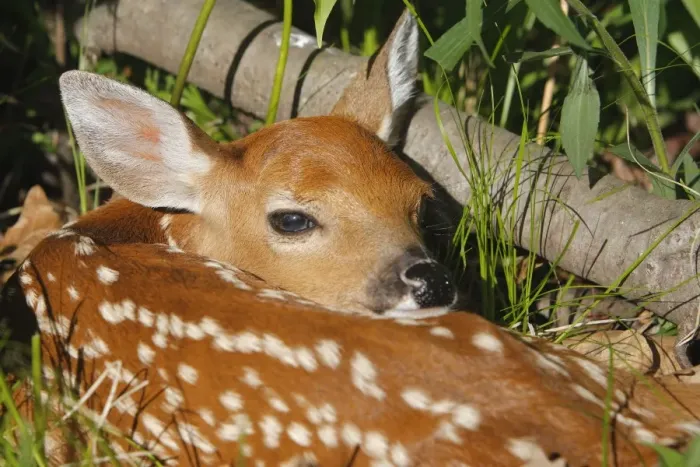 Framed Print : White-tailed Deer - fawn. Minnesota - USA Framed Print : White-tailed Deer - fawn. Minnesota - USA