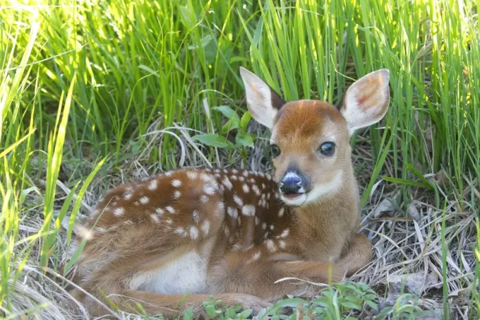 Framed Print : White-tailed Deer - fawn. Minnesota - USA Framed Print : White-tailed Deer - fawn. Minnesota - USA