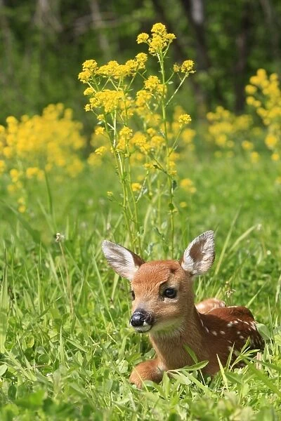 White-tailed Deer - fawn. Montana - United States