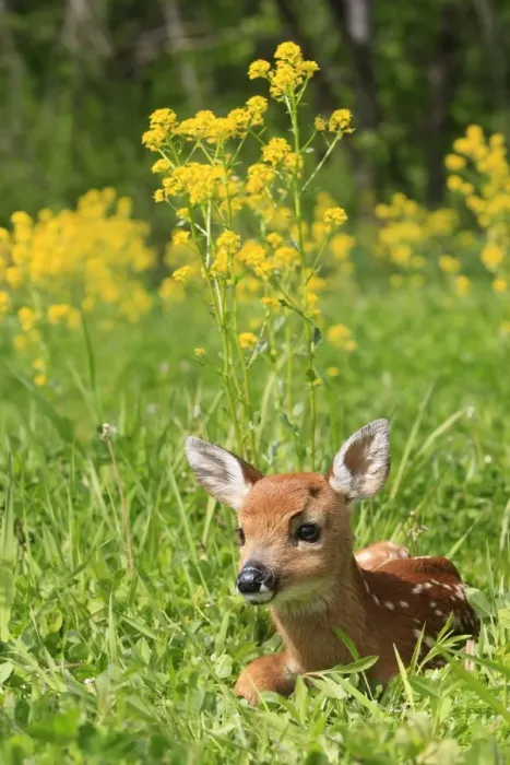 Framed Print : White-tailed Deer - fawn. Montana - United States