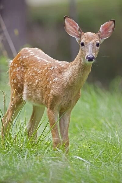 White-tailed Deer - Fawn - New York - USA
