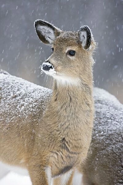 White-tailed Deer - Fawn in snow - New York - USA