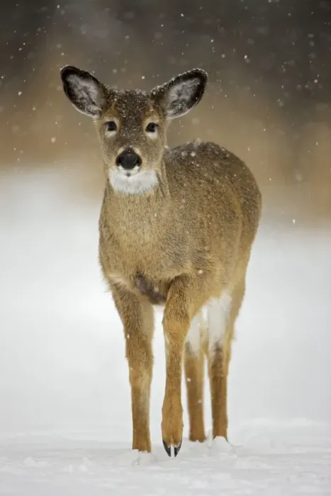 Framed Print : White-tailed Deer - Fawn - In the snow - Found over much of the U. S. -southern Canada and Mexico and introduced elsewhere in the world - Lives in forests-swamps and open brushy areas nearby - A browser-eats twigs-shrubs-fungi-acorns and grass Framed Print : White-tailed Deer - Fawn - In the snow - Found over much of the U. S. -southern Canada and Mexico and introduced elsewhere in the world - Lives in forests-swamps and open brushy areas nearby - A browser-eats twigs-shrubs-fungi-acorns and grass