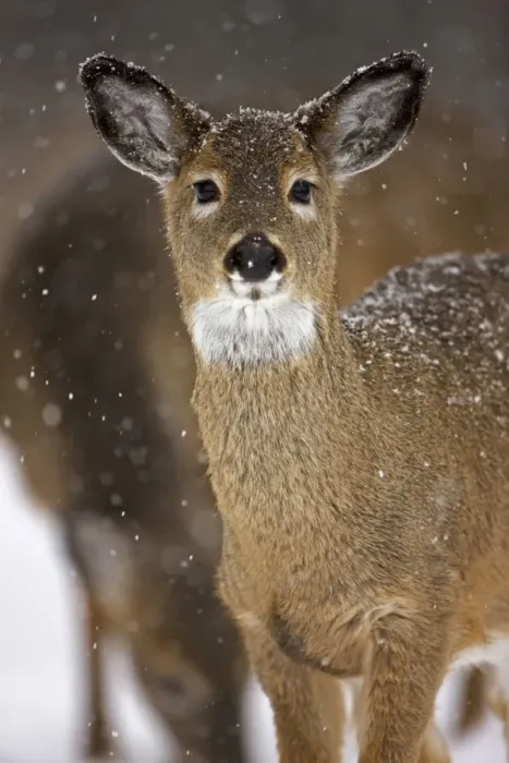 Framed Print : White-tailed Deer - Fawn in snow - Found over much of the U. S. -southern Canada and Mexico and introduced elsewhere in the world - Lives in forests-swamps and open brushy areas nearby - A browser-eats twigs-shrubs-fungi-acorns and grass Framed Print : White-tailed Deer - Fawn in snow - Found over much of the U. S. -southern Canada and Mexico and introduced elsewhere in the world - Lives in forests-swamps and open brushy areas nearby - A browser-eats twigs-shrubs-fungi-acorns and grass