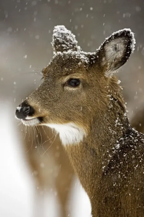 Framed Print : White-tailed Deer - Fawn in snow - Found over much of the U. S. -southern Canada and Mexico and introduced elsewhere in the world - Lives in forests-swamps and open brushy areas nearby - A browser-eats twigs-shrubs-fungi-acorns and grass Framed Print : White-tailed Deer - Fawn in snow - Found over much of the U. S. -southern Canada and Mexico and introduced elsewhere in the world - Lives in forests-swamps and open brushy areas nearby - A browser-eats twigs-shrubs-fungi-acorns and grass